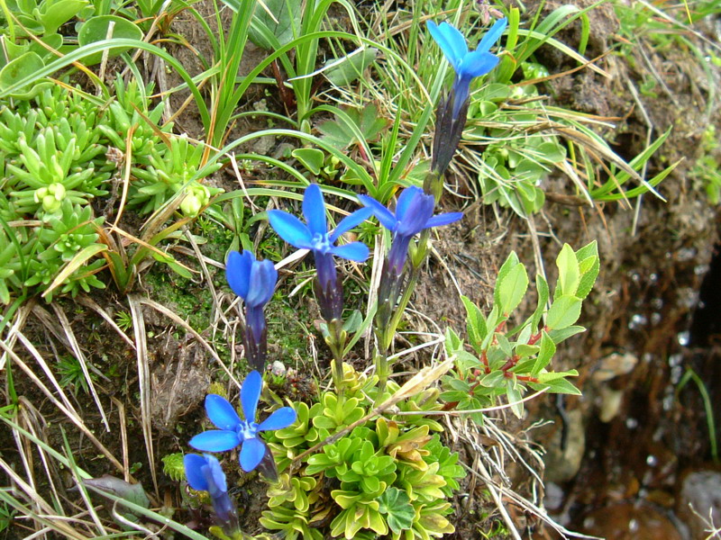Gentiana brachiphylla