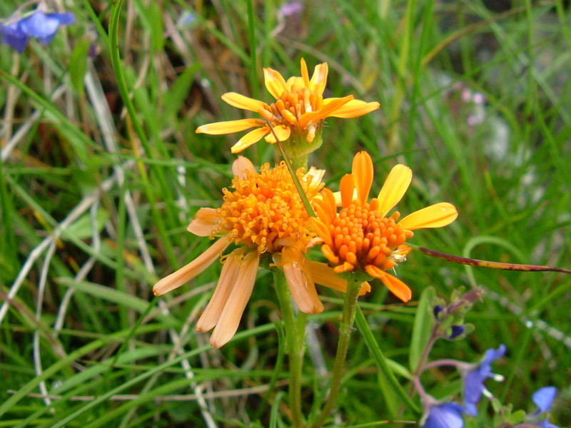 Jacobaea  abrotanifolia / Senecio abrotanino