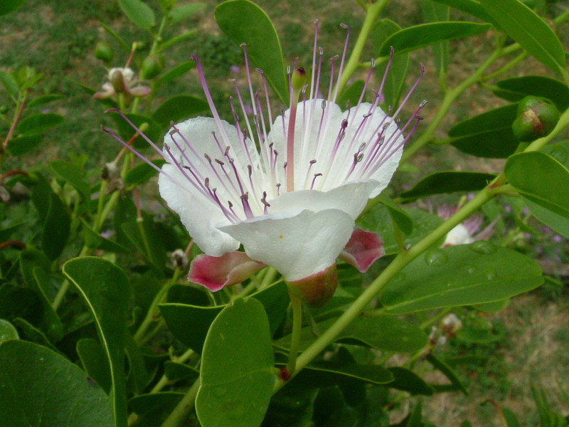 Capparis spinosa / Cappero comune