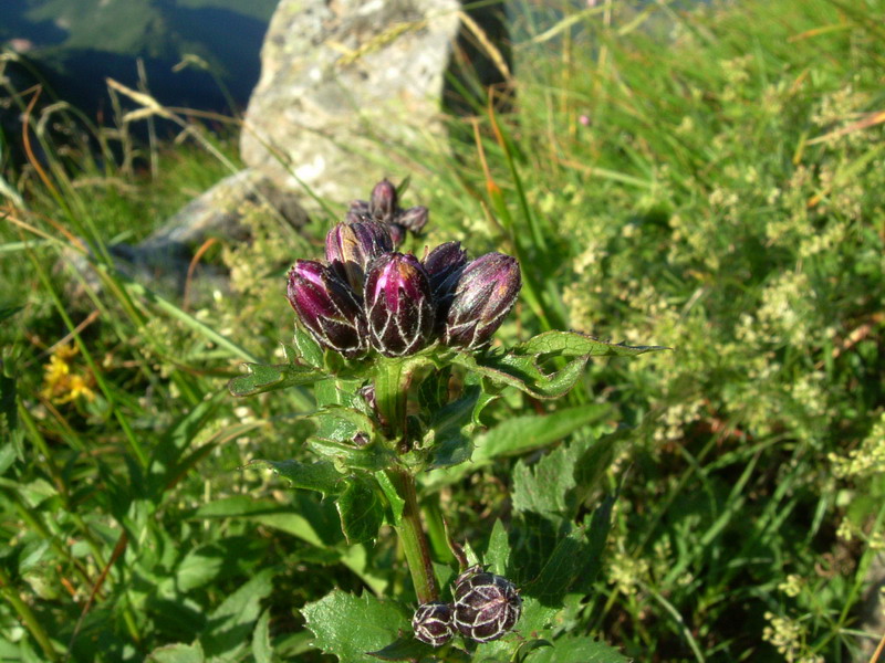 Serratula tinctoria / Cerretta comune