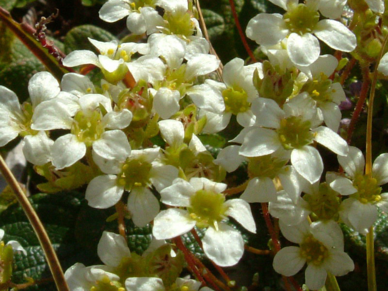 Saxifraga caesia / Sassifraga verdazzurra