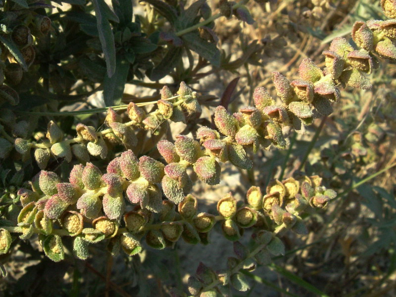 Ambrosia artemisiifolia / Ambrosia con foglie di Artemisia