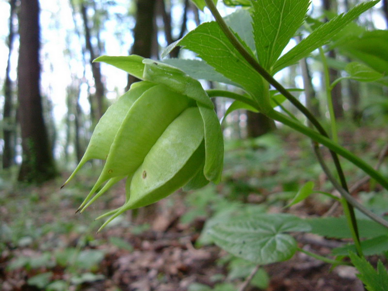 Helleborus viridis
