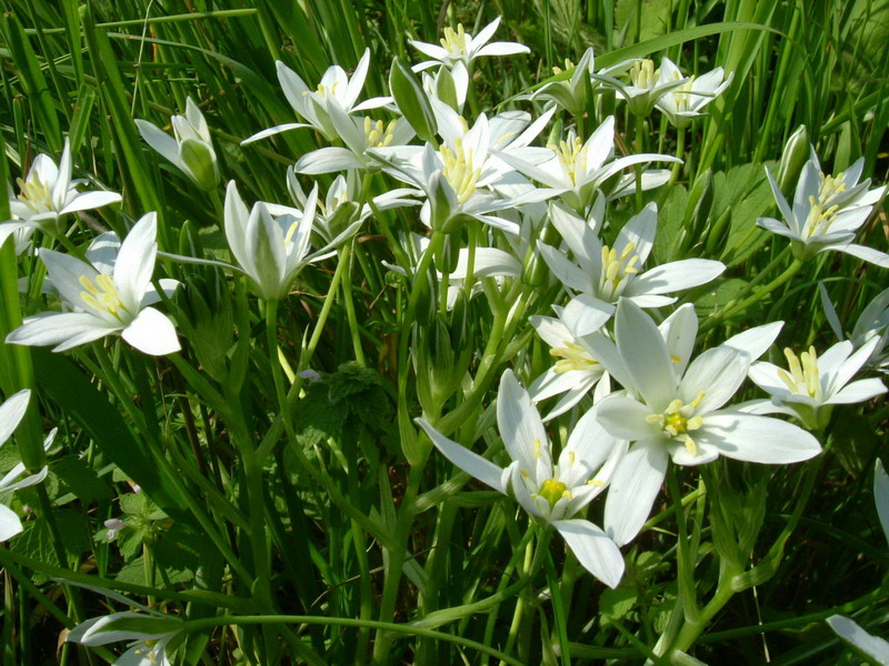 Ornithogalum umbellatum