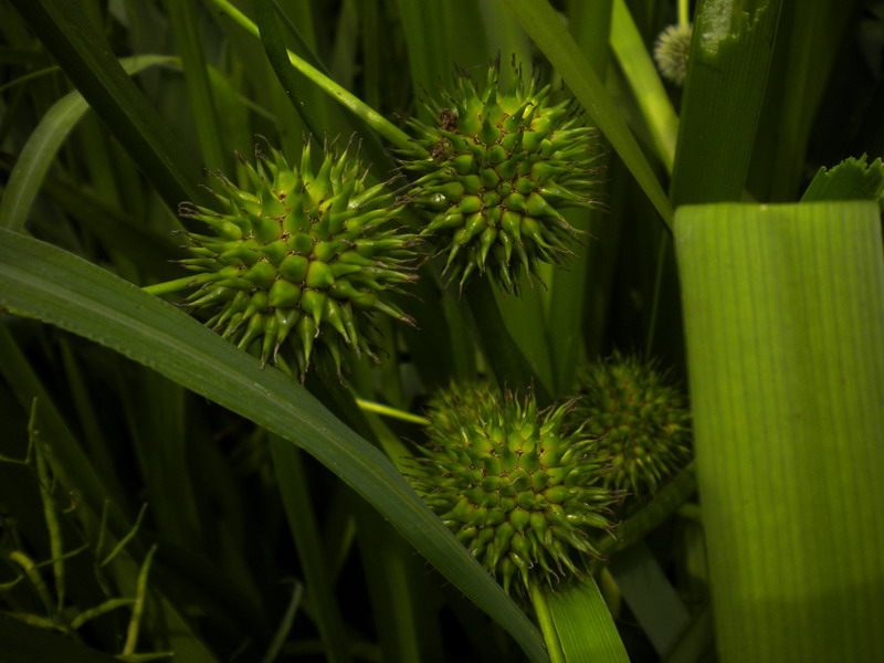 Fiore o frutto? - Sparganium erectum