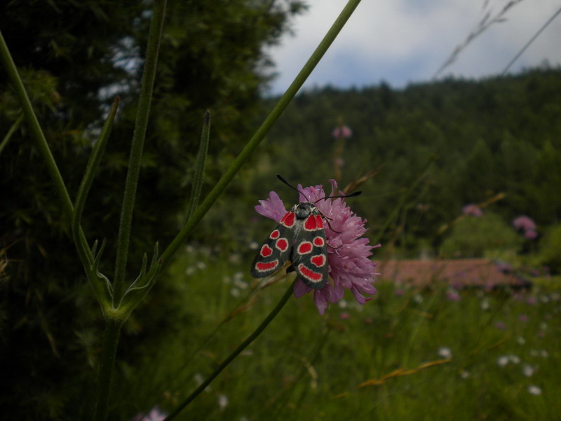Altra Zygaena