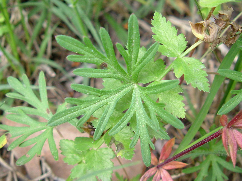 Geranium columbinum / Geranio colombino