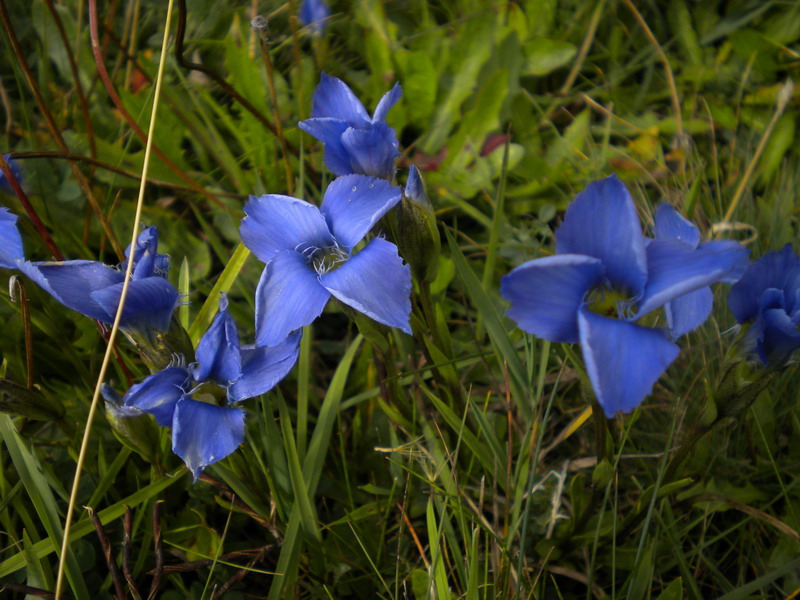 Val Badia - Gentianopsis ciliata