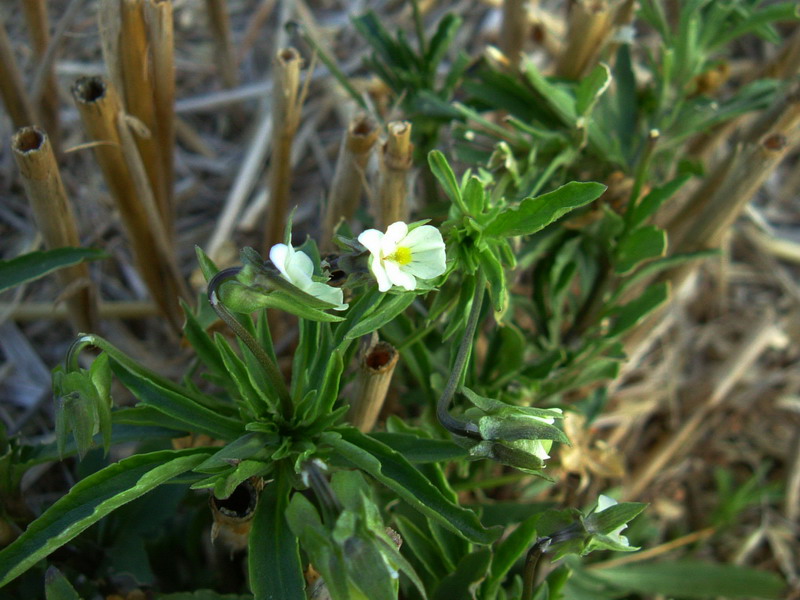 Nella stoppia 5 - Viola arvensis