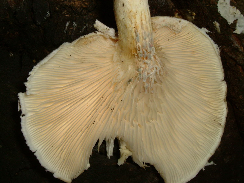 Pleurotus dryinus