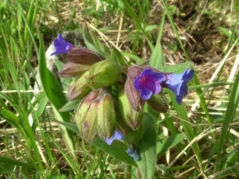 Pulmonartia australis