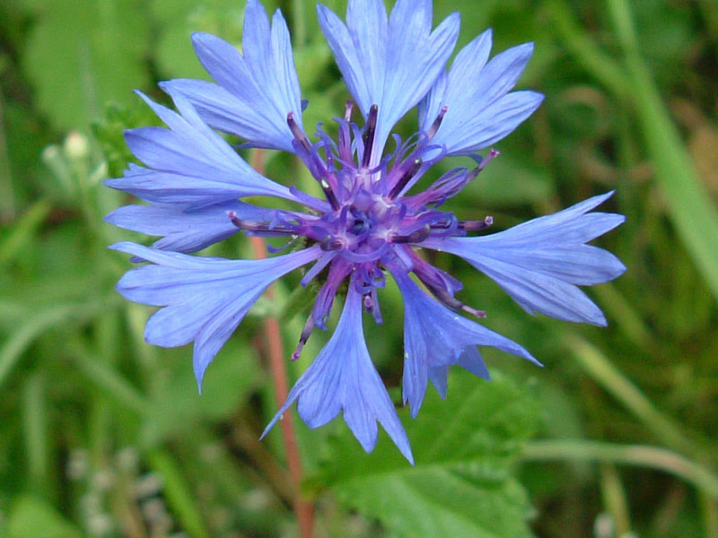 Centaurea cyanus / Fiordaliso vero