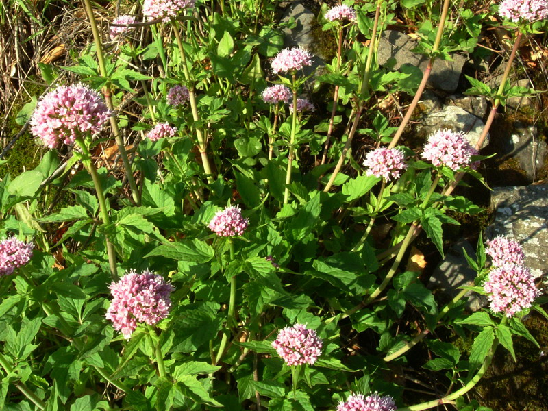 Parco del Gigante a - Valeriana tripteris