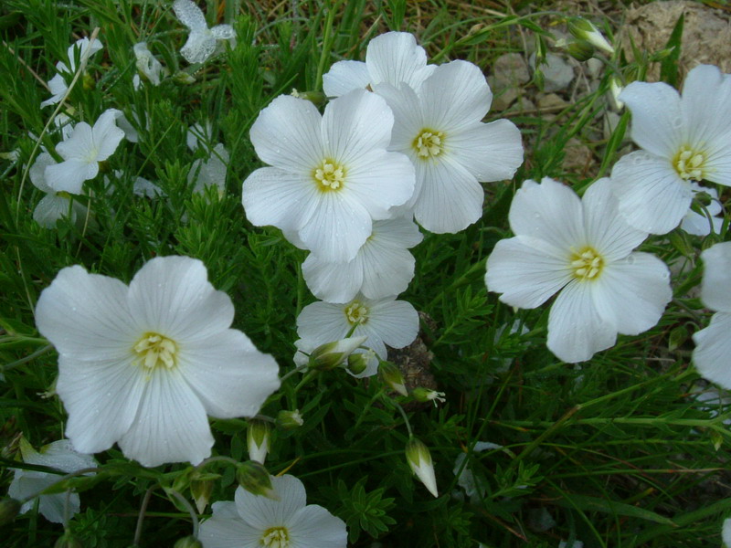 Linum alpinum / Lino celeste