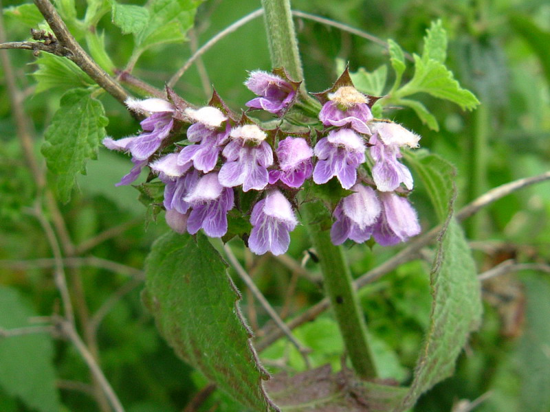 Ballota nigra / Cimiciotta comune