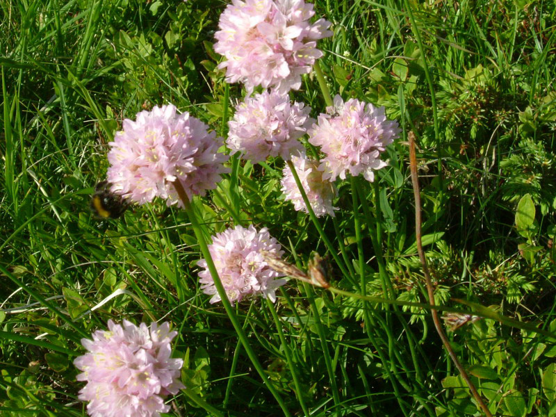 Alta val parma 1 - Armeria marginata