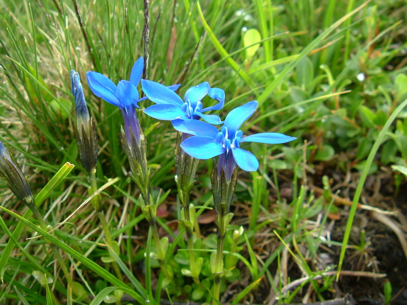 Gentiana brachiphylla