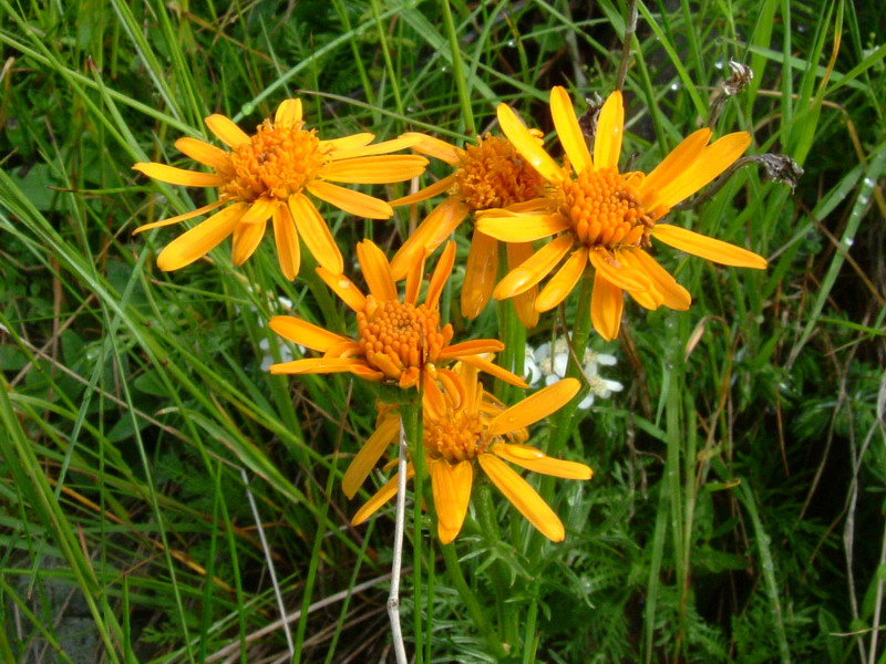 Jacobaea  abrotanifolia / Senecio abrotanino