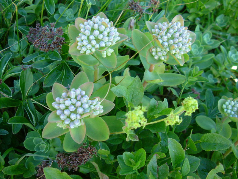 Hylotelephium anacampseros (=Sedum a.) / Borracina anacampsero