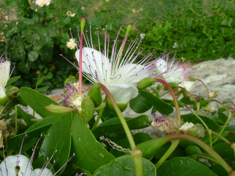 Capparis spinosa / Cappero comune