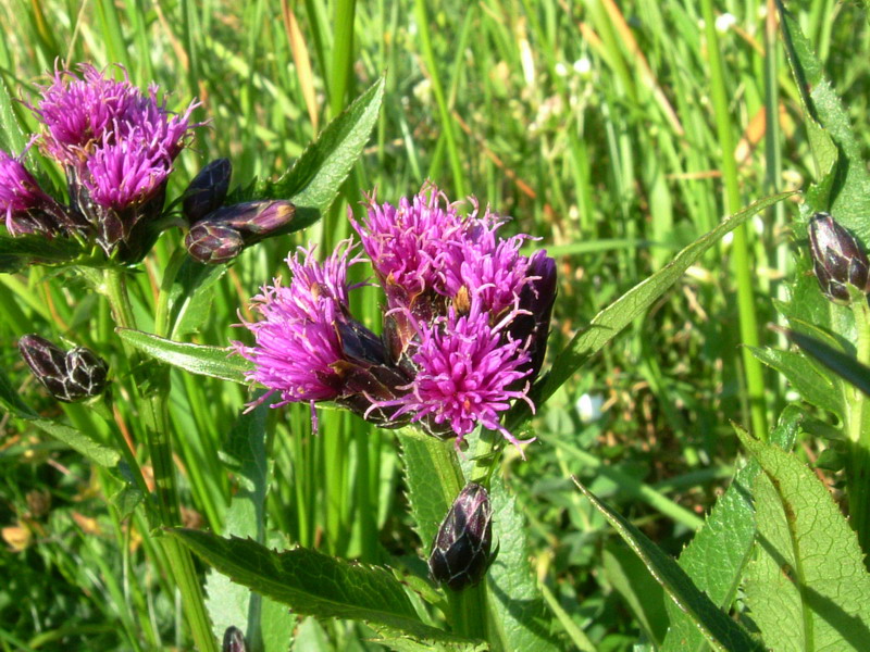 Serratula tinctoria / Cerretta comune