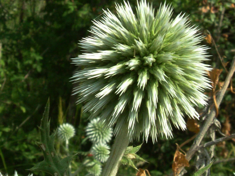 Spinosissimo a palla - Echinops sphaerocephalus