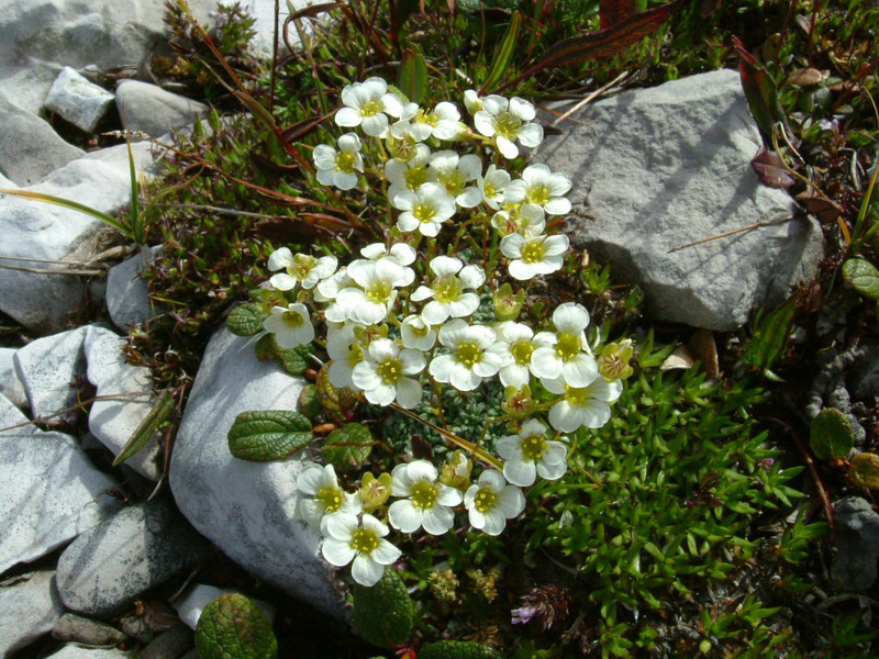 Saxifraga caesia / Sassifraga verdazzurra