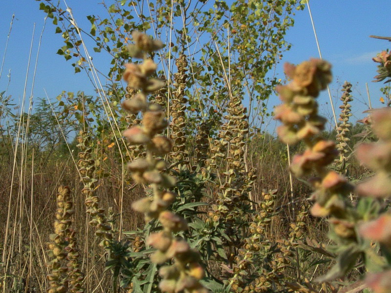 Ambrosia artemisiifolia / Ambrosia con foglie di Artemisia