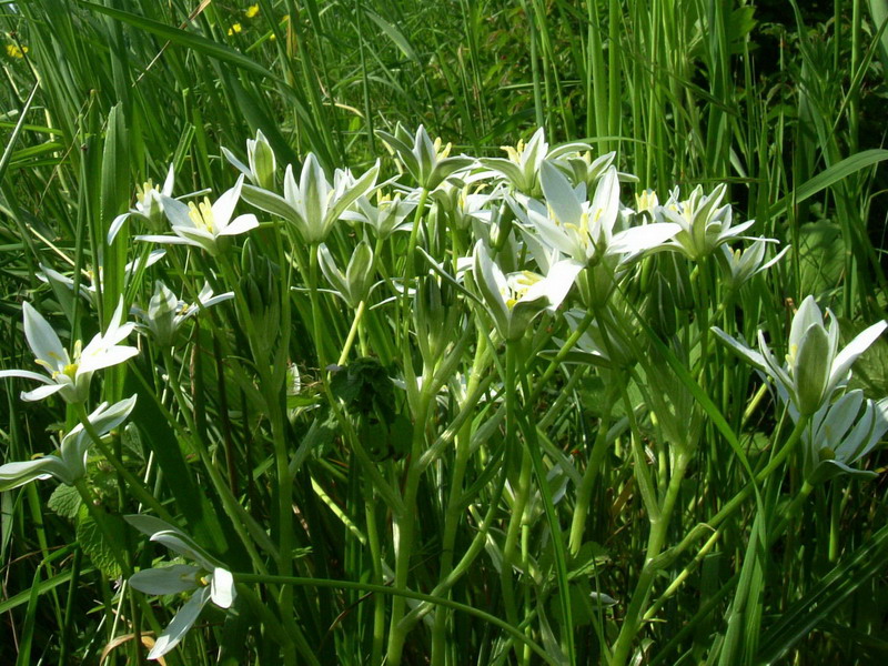 Ornithogalum umbellatum