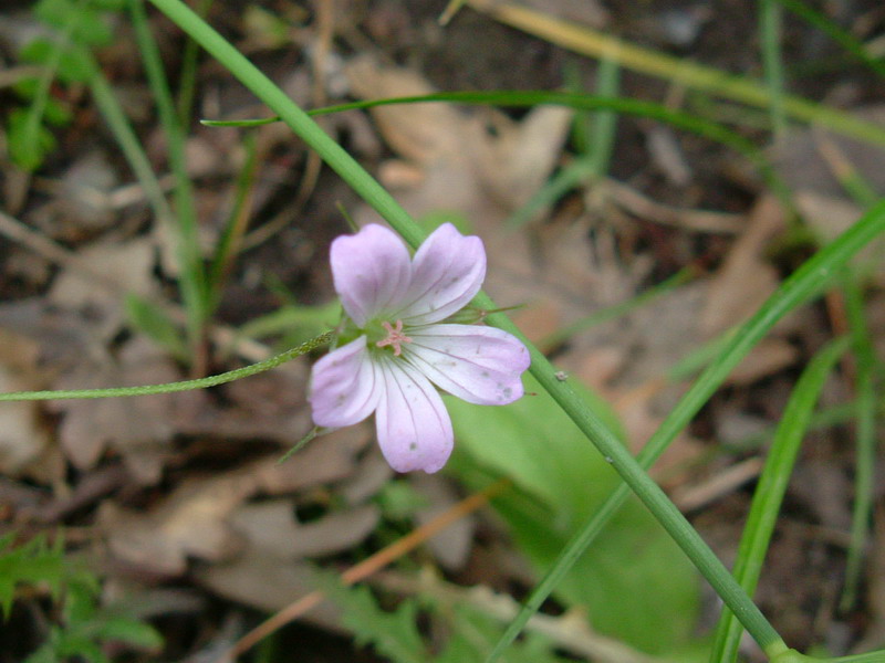 Geranium columbinum / Geranio colombino