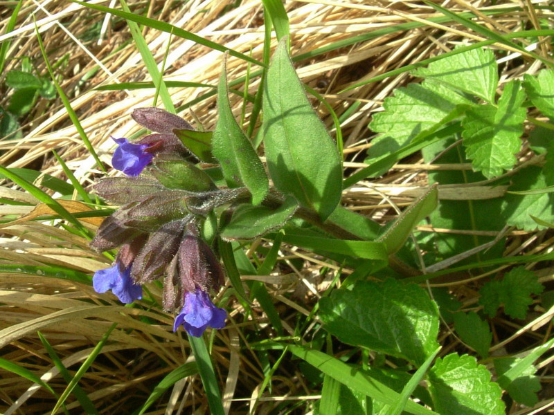 Pulmonartia australis