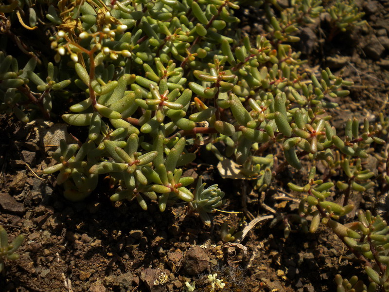 Sedum album