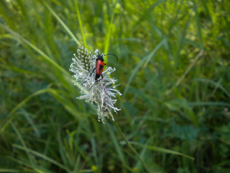 Piccolo e rosso: Stictoleptura cordigera