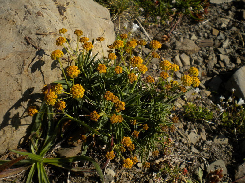 Bupleurum ranunculoides / Buplero ranuncoloide