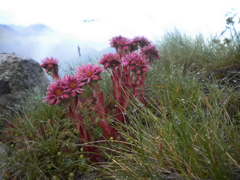 Sempervivum montanum