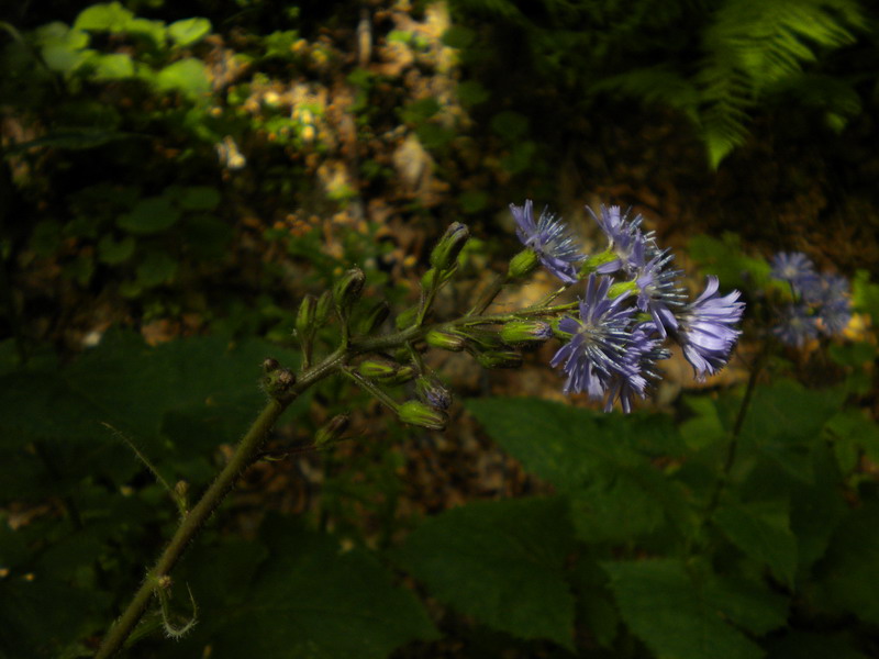 Cicerbita alpina / Lattuga alpina