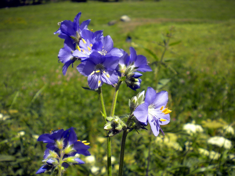 Polemonium caeruleum / Polemonio ceruleo