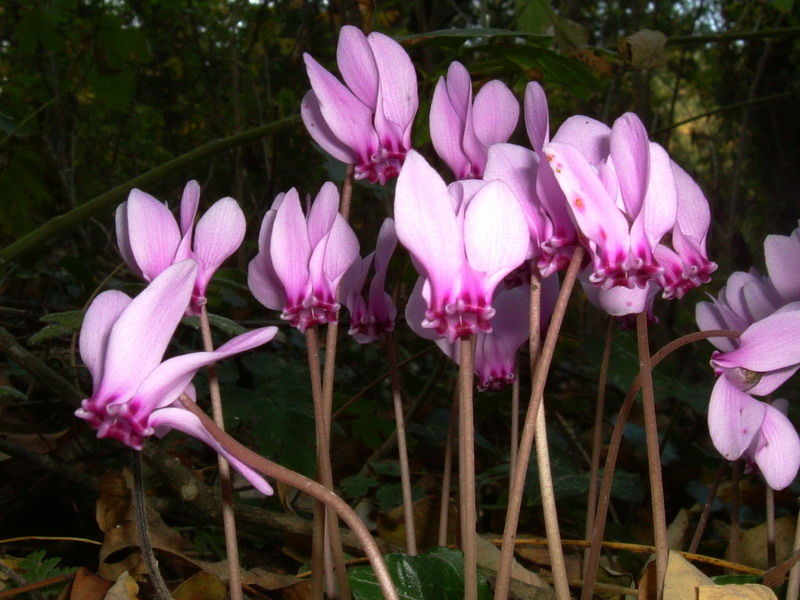 Cyclamen hederifolium