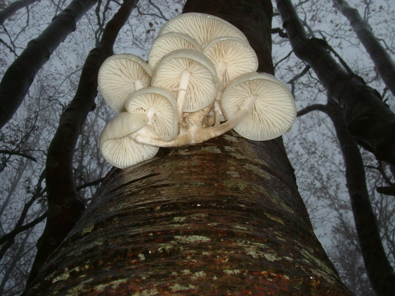 Oudemansiella mucida