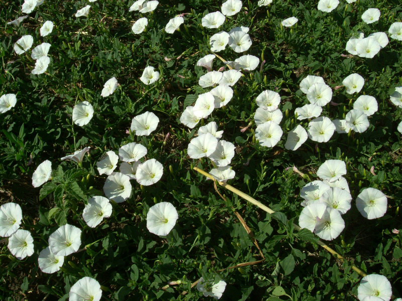 Convolvulus arvensis / Vilucchio comune