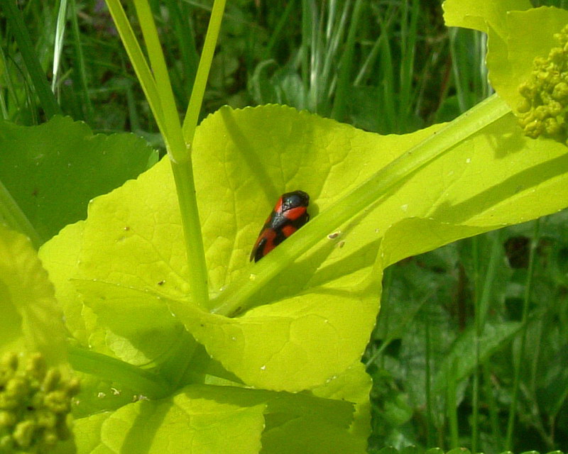 Cercopis vulnerata e Graphosoma lineatum