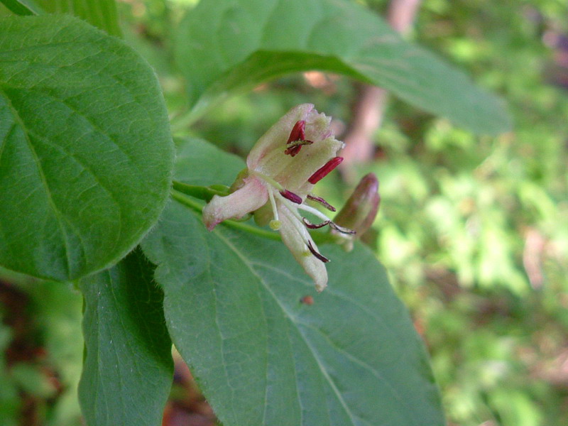 Lonicera alpigena / Madreselva alpina
