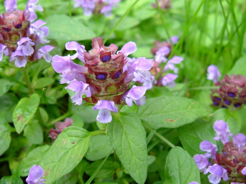 Prunella vulgaris