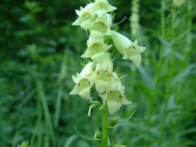 Digitalis lutea