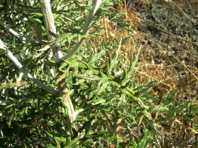 Echinops ritro