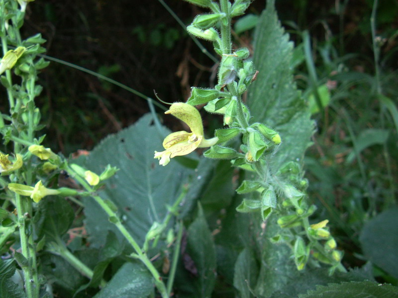 Salvia glutinosa / Salvia vischiosa