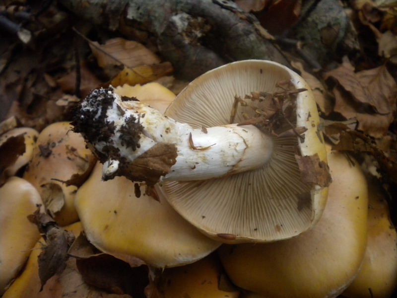 Cortinarius??