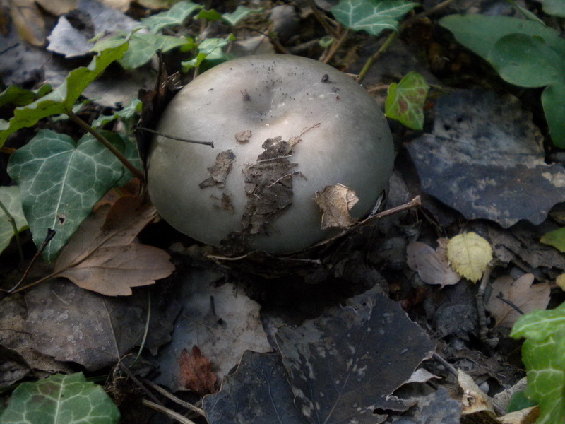 Russula