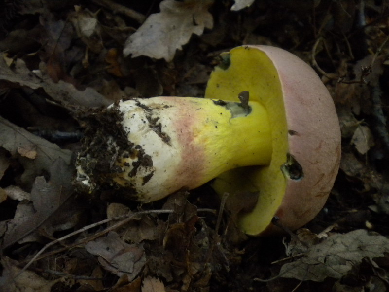Quale Boletus ??