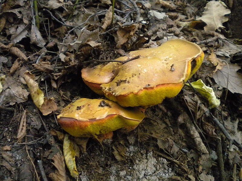 Boletus molto variabile